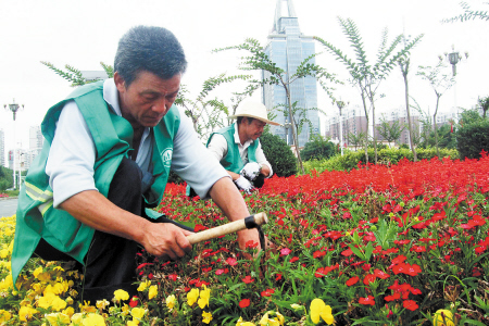 長(zhǎng)沙 花卉 草花
