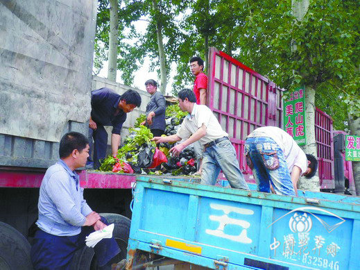 苗農(nóng)正在裝運五葉地錦