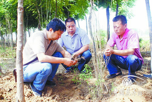 河北農(nóng)業(yè)大學(xué)園林學(xué)院教授地頭解難題