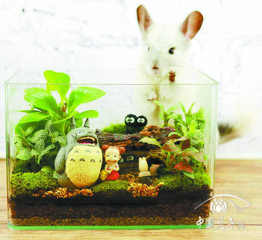 苔蘚微景觀