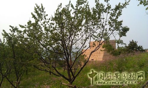 北京谷泉會(huì)議中心 上海園林 綠化工程 園林綠化