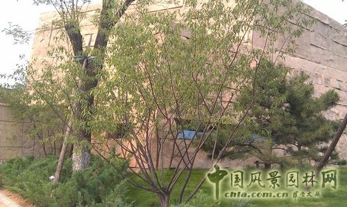 北京谷泉會(huì)議中心 上海園林 綠化工程 園林綠化