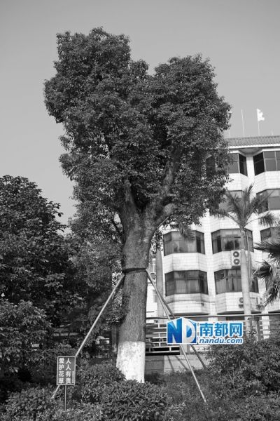黃麻布社區(qū)辦公樓附近的天價(jià)樟樹。南都記者 陳文才 攝 