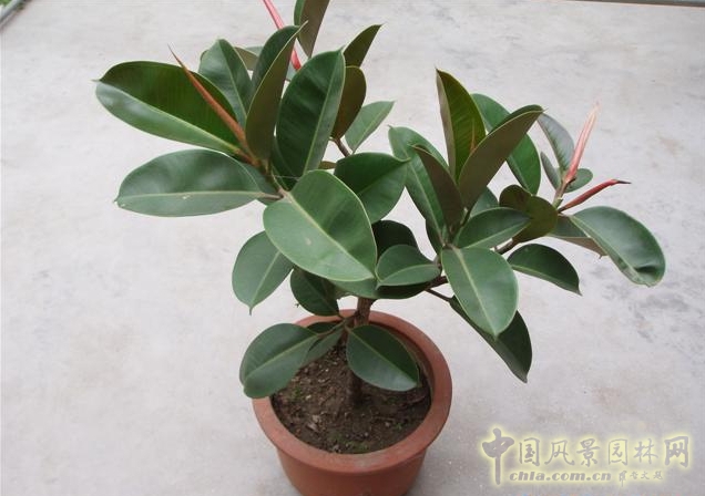 橡皮樹