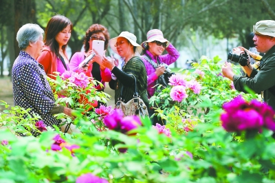 北京植物園和中國(guó)科學(xué)院植物研究所植物園共同舉辦首屆牡丹文化節(jié)