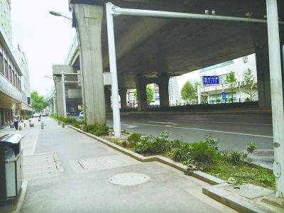 沿著發展大道自西向東約200米路段，其綠化帶中栽種了一些低矮雜亂的灌木叢，未見綠樹