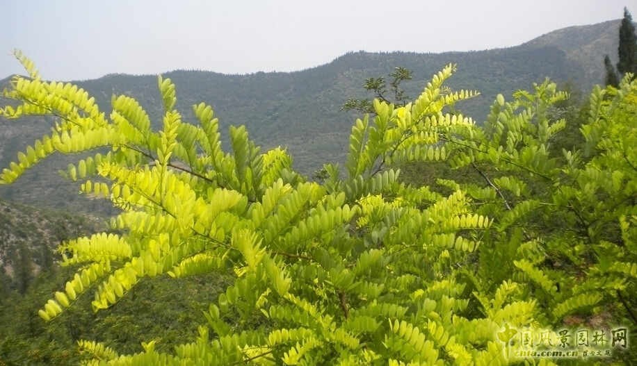 國(guó)槐