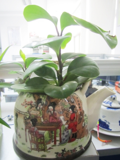 茶壺也可以養植物
