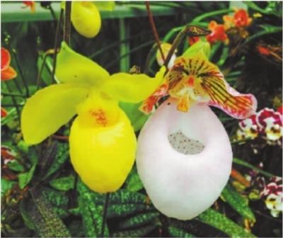 植物園盛開“蘭花大熊貓” 為世界一級保護(hù)植物