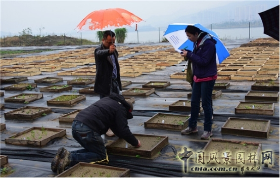 James Hitehmough：發(fā)展可持續(xù)城市的植物群落