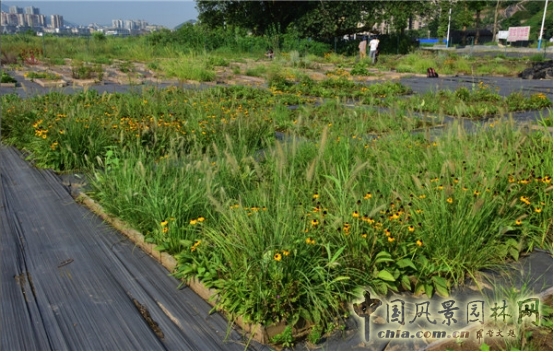 James Hitehmough：發(fā)展可持續(xù)城市的植物群落