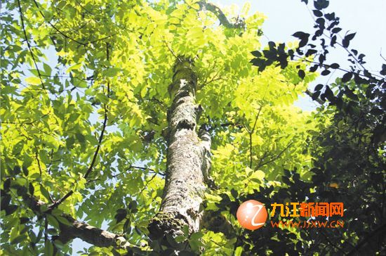 武寧發(fā)現(xiàn)國家一級(jí)保護(hù)野生植物——伯樂樹