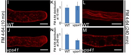 北京大學瞿禮嘉研究組發(fā)現(xiàn)植物雌雄互作調控新機制
