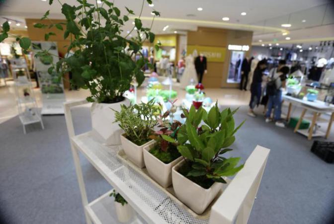 園藝界新晉網紅——家居無土彩葉小盆栽 華麗亮相銀泰商城
