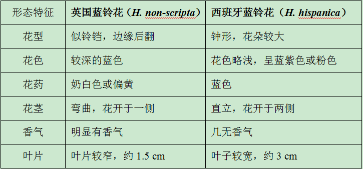 讓我碰見一個(gè)藍(lán)鈴花般的姑娘？——小記英國(guó)鄉(xiāng)土野花寶貝