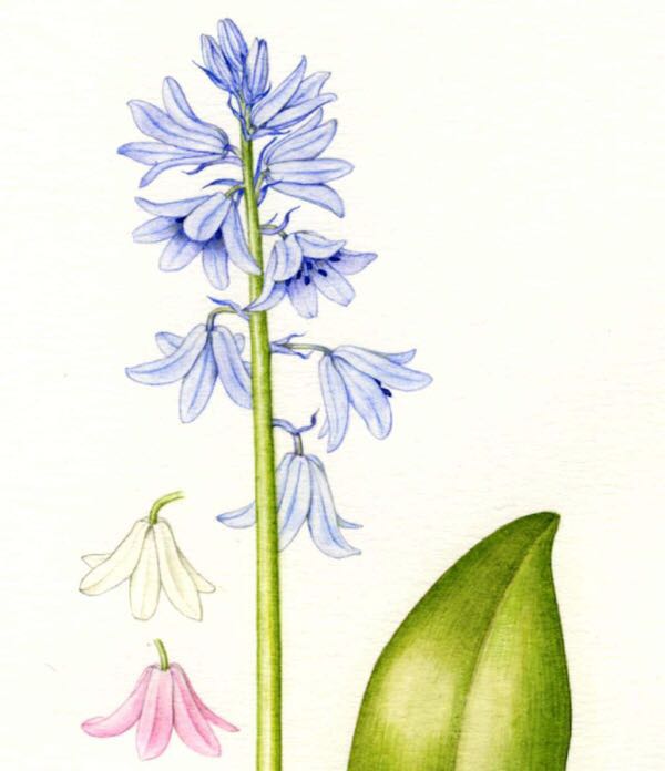 讓我碰見一個(gè)藍(lán)鈴花般的姑娘？——小記英國(guó)鄉(xiāng)土野花寶貝