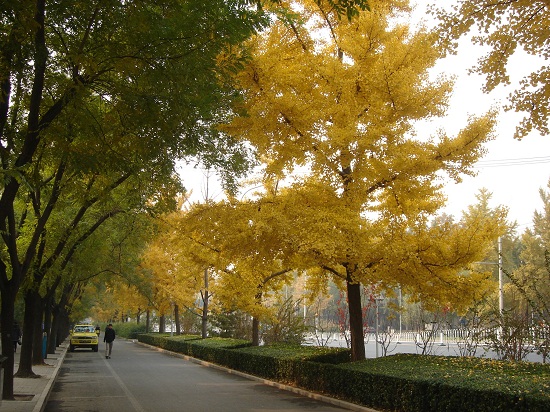 北京市重點城市道路規劃設計