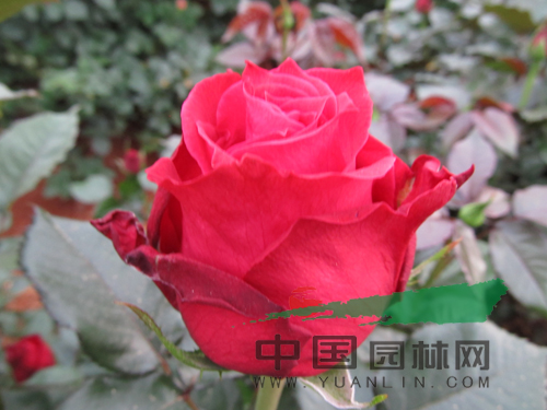 云南8個(gè)月季新品種通過(guò)初審