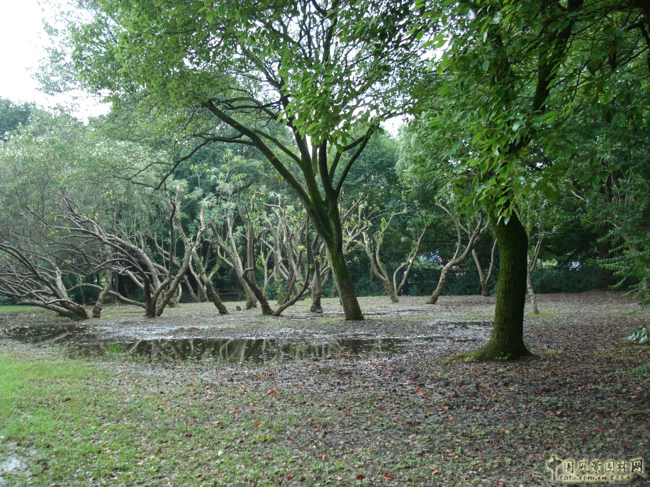 南京林業大學風景園林學院社會實踐活動（二）