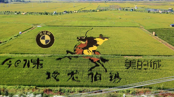 遼寧沈陽(yáng)“3D稻田畫(huà)”進(jìn)入最佳觀賞期
