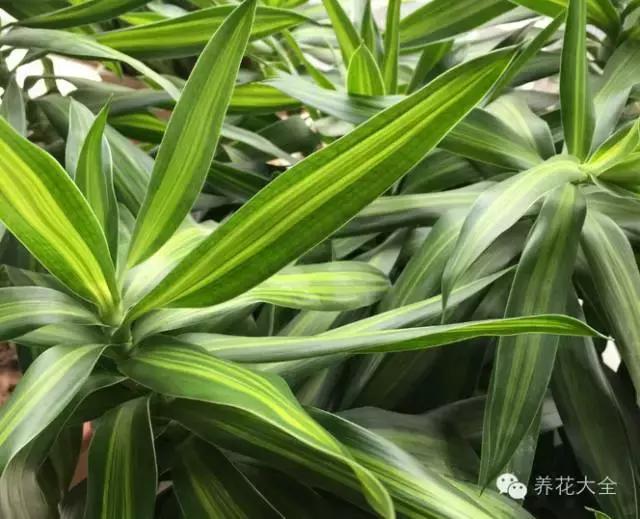 家庭養花：適合衛生間種植的7種植物