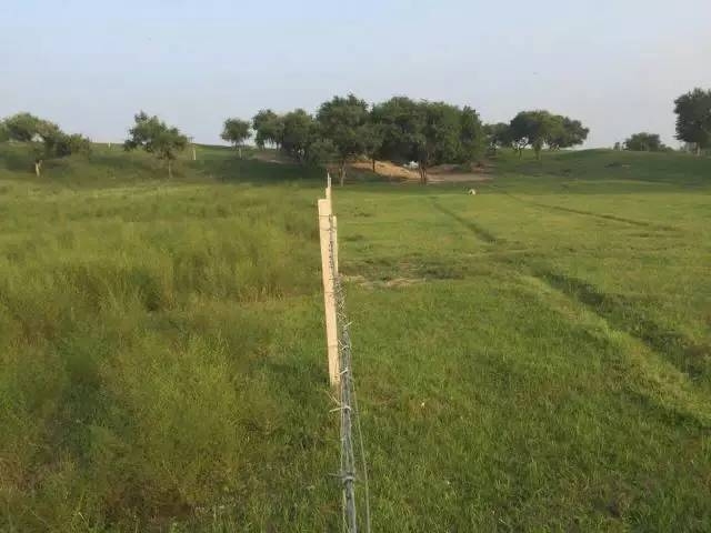 風沙中的堅強小草——蒙草生態(tài)修復顯成效