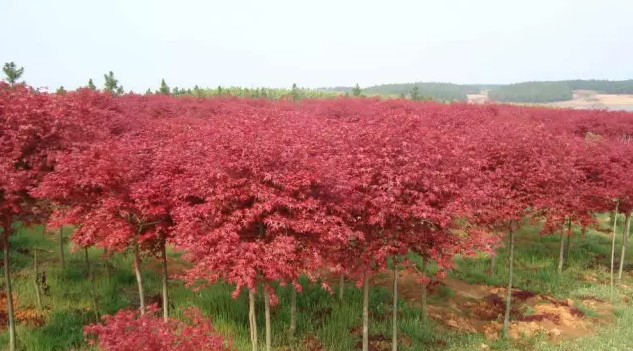 花卉苗木產業怎樣與旅游業融合發展？