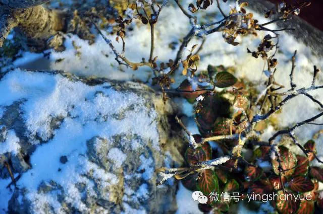 墨爻盆景作品：片片互玲瓏，飛揚玉漏終。——《山澗小雪》