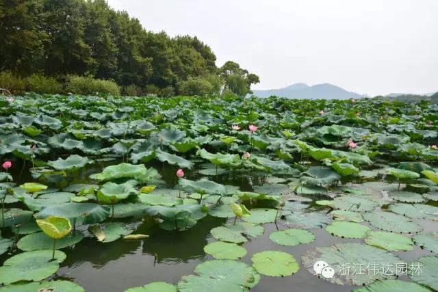 偉達(dá)園林獲G20杭州峰會服務(wù)保障突出貢獻(xiàn)獎