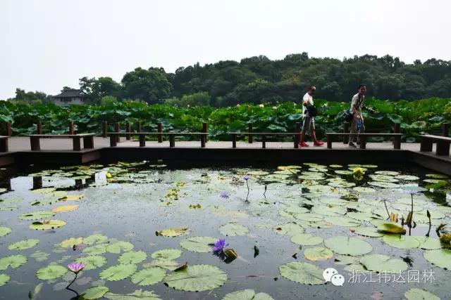 偉達(dá)園林獲G20杭州峰會服務(wù)保障突出貢獻(xiàn)獎
