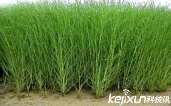 植物知識：中國入侵植物盤點(diǎn)