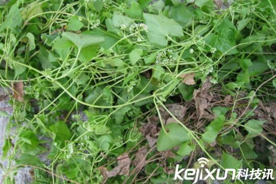 植物知識：中國入侵植物盤點(diǎn)