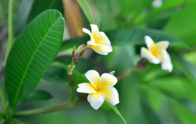 這些以“雞”為名的植物你認識幾個？