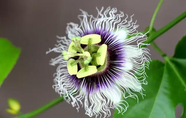 這些以“雞”為名的植物你認識幾個？
