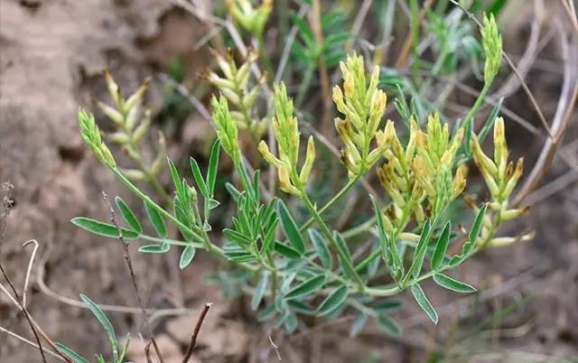 這些以“雞”為名的植物你認識幾個？