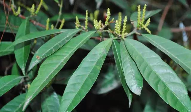 這些以“雞”為名的植物你認識幾個？