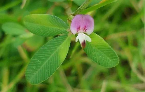這些以“雞”為名的植物你認識幾個？