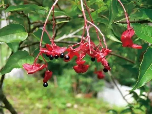 這些以“雞”為名的植物你認識幾個？