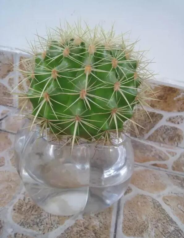 十種最適合室內種植的水養植物