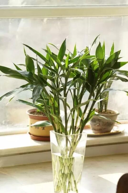 十種最適合室內種植的水養植物