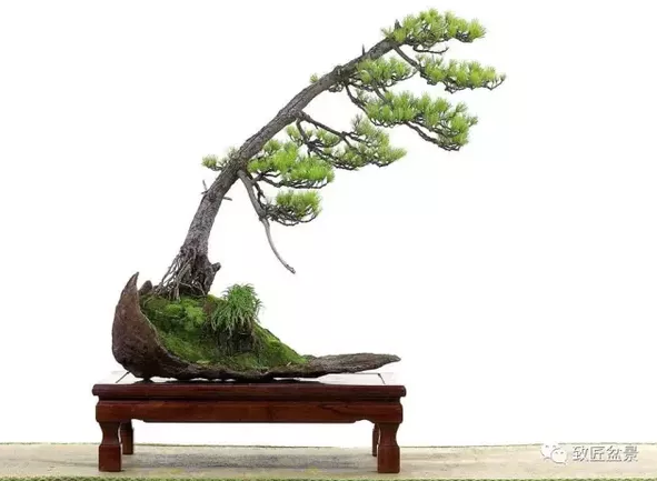 盆景知識(shí)：栽培與養(yǎng)護(hù)的九個(gè)要素