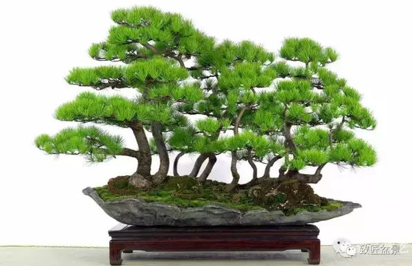 盆景知識(shí)：栽培與養(yǎng)護(hù)的九個(gè)要素