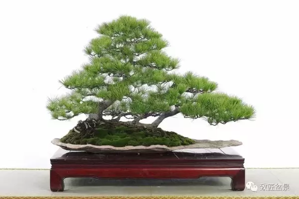 盆景知識(shí)：栽培與養(yǎng)護(hù)的九個(gè)要素