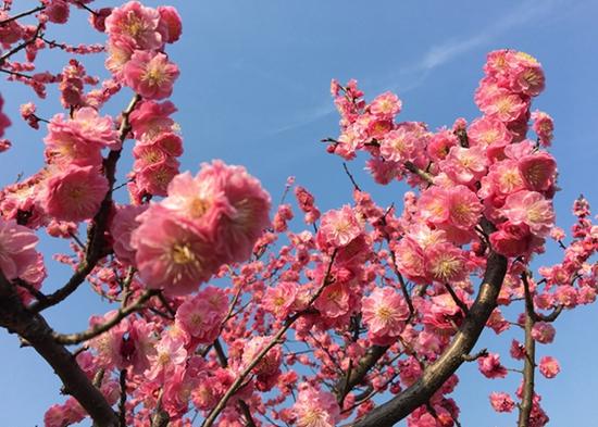 上海植物園發布3月上旬花訊