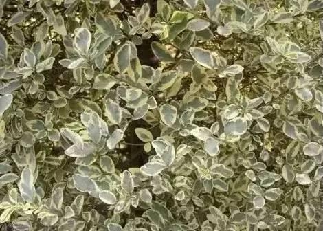 認識植物：這些常見的園林植物你認識嗎？