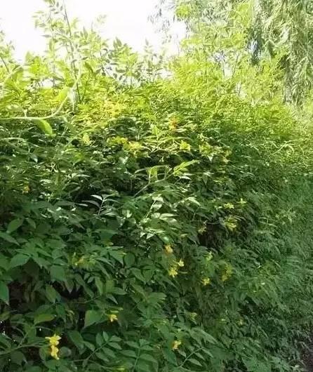 認識植物：這些常見的園林植物你認識嗎？