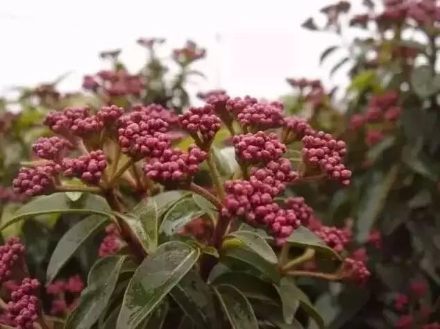 認識植物：這些常見的園林植物你認識嗎？
