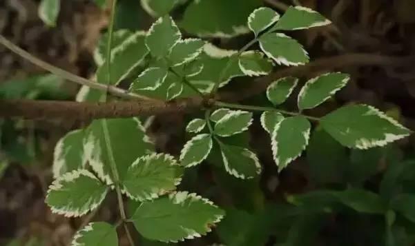 認識植物：這些常見的園林植物你認識嗎？