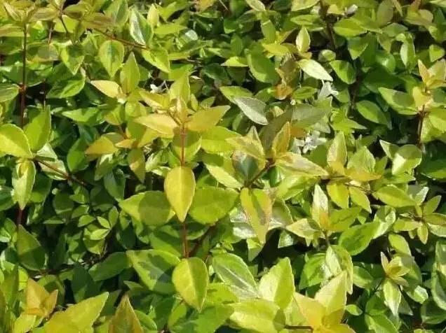 認識植物：這些常見的園林植物你認識嗎？