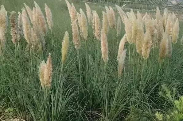 認識植物：這些常見的園林植物你認識嗎？